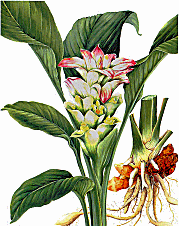 curcumin turmeric
