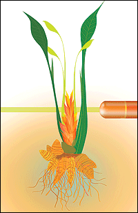 Curcumin